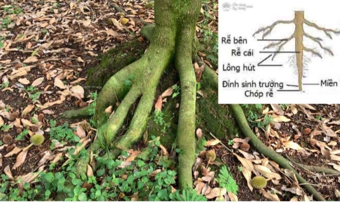 KỲ 3: BỘ RỄ CỦA CÂY ĂN TRÁI, CÂY CÔNG NGHIỆP