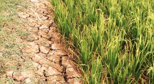 GIẢI PHÁP CẢI TẠO ĐẤT NHIỄM MẶN