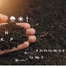 VAI TRÒ NPK ĐỐI VỚI CÂY TRỒNG