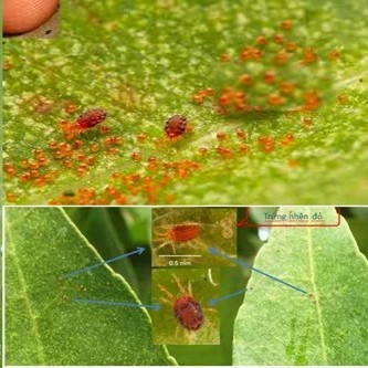 NHỆN ĐỎ HẠI SẦU RIÊNG