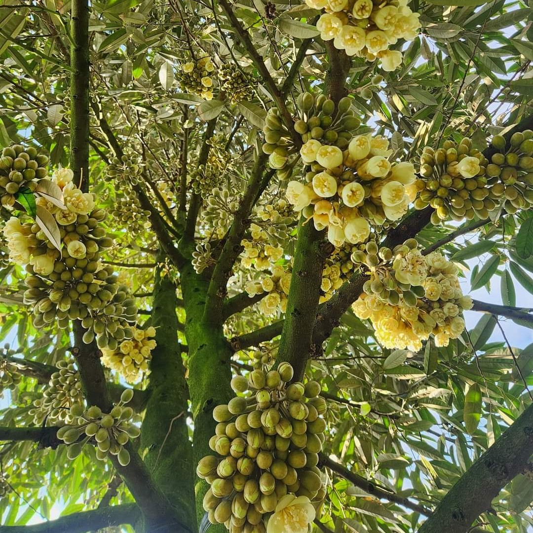PHÂN HOÁ MẦM HOA SẦU RIÊNG