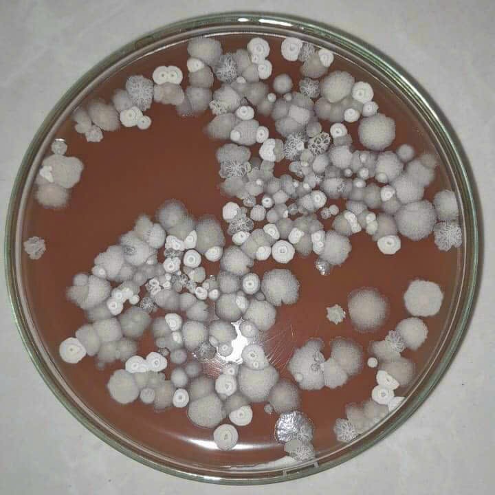 VI SINH VẬT TRONG ĐẤT