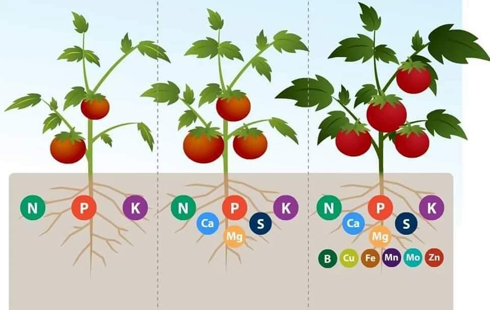Kỳ 4: MỐI QUAN HỆ GIỮA BỘ RỄ - VI SINH VẬT – ĐẤT