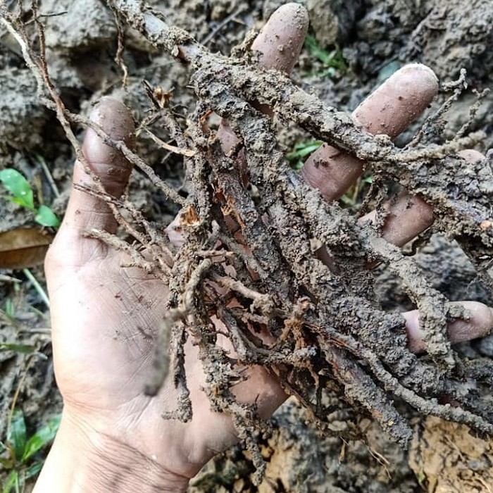 BỆNH HẠI Ở RỄ SẦU RIÊNG