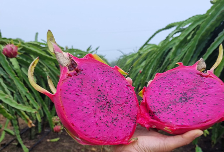 BÃ BÁNH DẦU BÓN CHO THANH LONG RUỘT ĐỎ